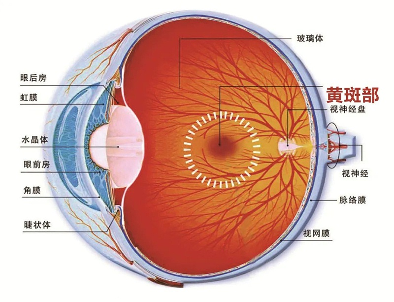 水蛭素、黃斑變性