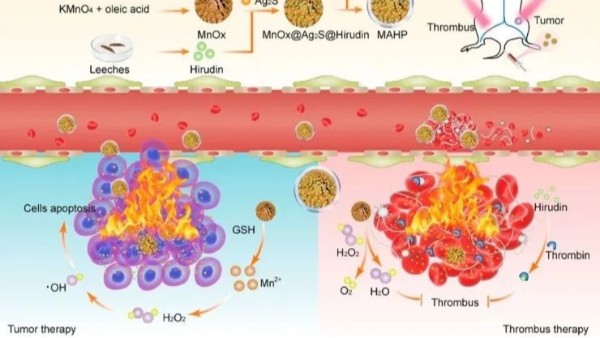 華農(nóng)最新研究：通過仿生納米遞送天然水蛭素，實現(xiàn)了無創(chuàng)溶栓和有效抗凝