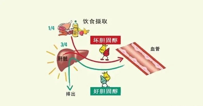 水蛭素、膽固醇、壯醫(yī)水蛭療法培訓(xùn)