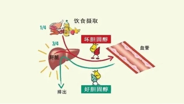 “壞膽固醇”越低越好？超過這個數(shù)小心影響大腦