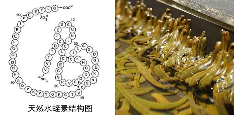 水蛭素、血管堵塞、粥樣硬化