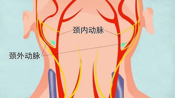 水蛭素、血管堵塞、粥樣硬化