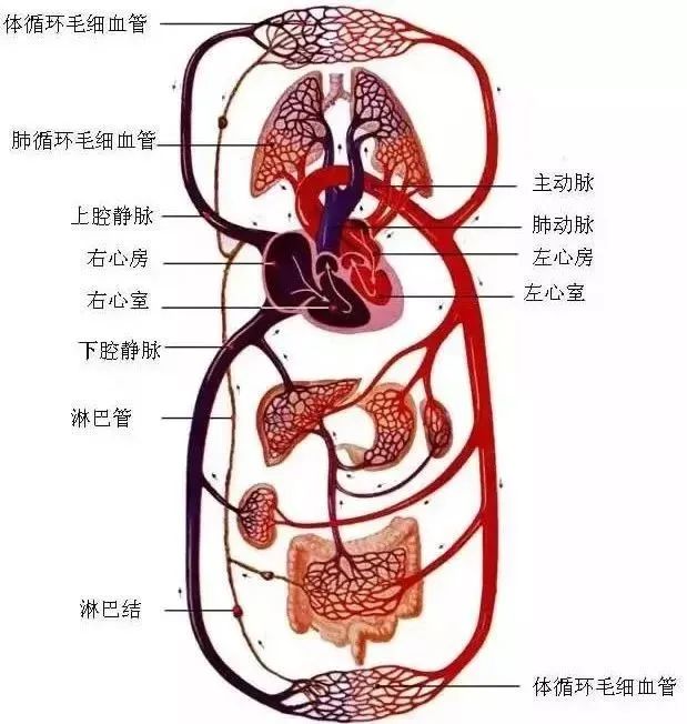 水蛭素、微循環(huán)、轉氨酶、消化不良